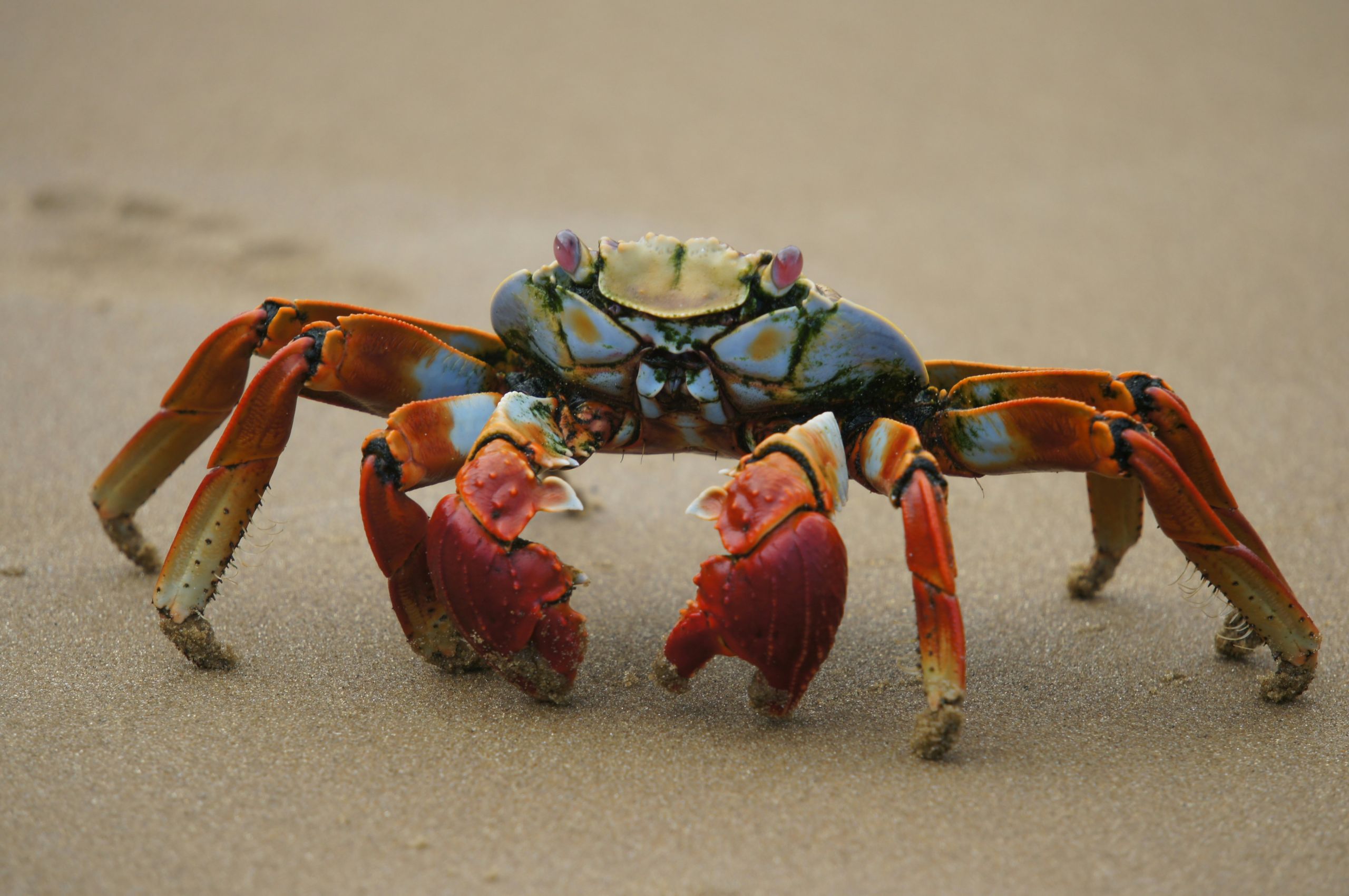 Crab A Crab on the beach